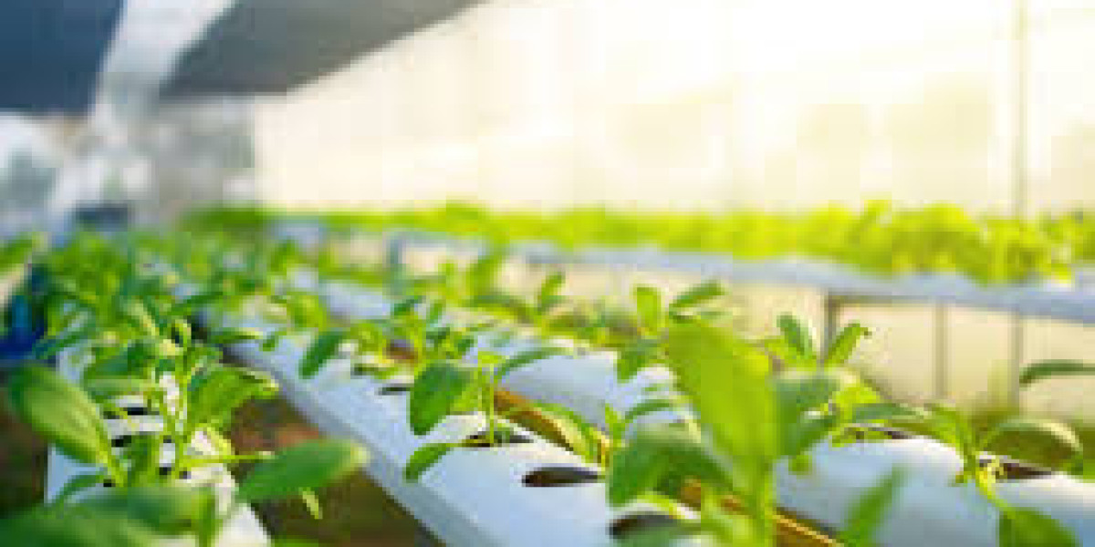 Hydroponics Market Analysis Size And Forecast Report 2024-2030