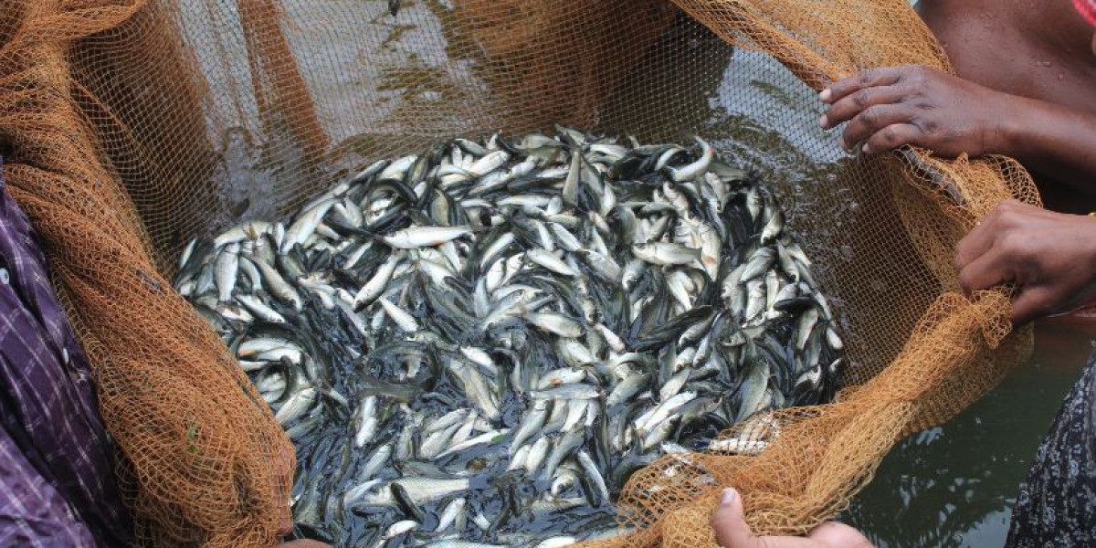 India Fish Market 2025-2034: Key Drivers, Trends, and Future Outlook